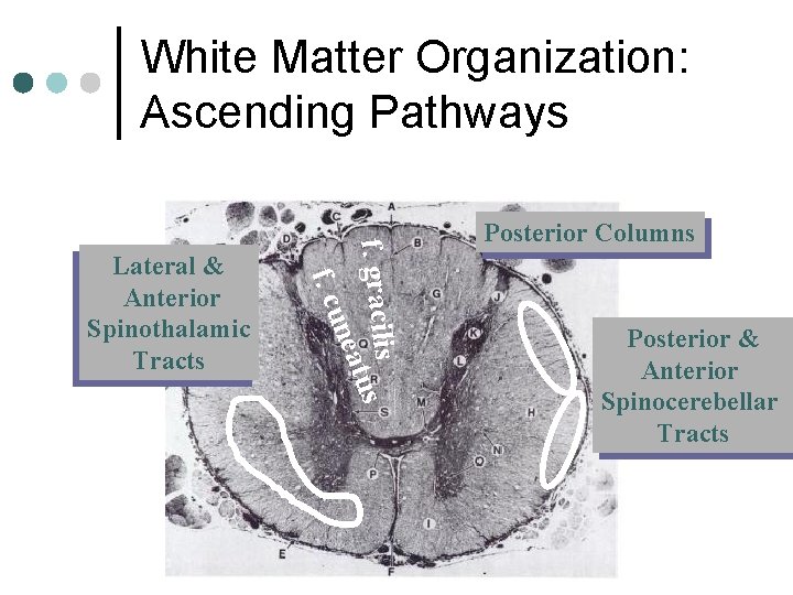 White Matter Organization: Ascending Pathways f. gracilis tus nea f. cu Lateral & Anterior