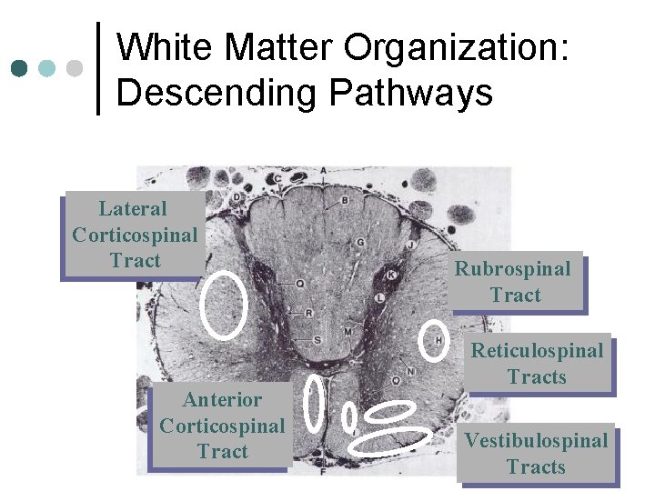 White Matter Organization: Descending Pathways Lateral Corticospinal Tract Anterior Corticospinal Tract Rubrospinal Tract Reticulospinal