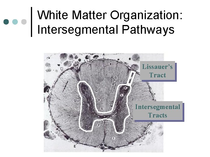 White Matter Organization: Intersegmental Pathways Lissauer’s Tract Intersegmental Tracts 