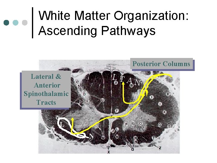 White Matter Organization: Ascending Pathways Posterior Columns LTA Lateral & Anterior Spinothalamic Tracts L