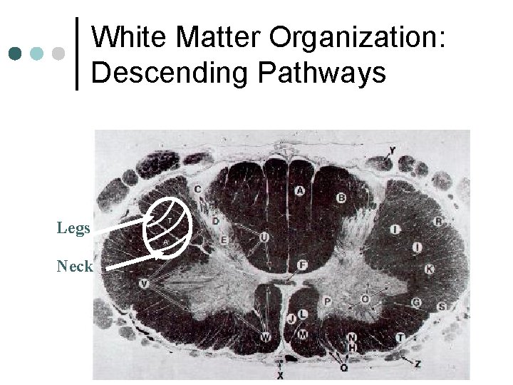 White Matter Organization: Descending Pathways Legs T A Neck 