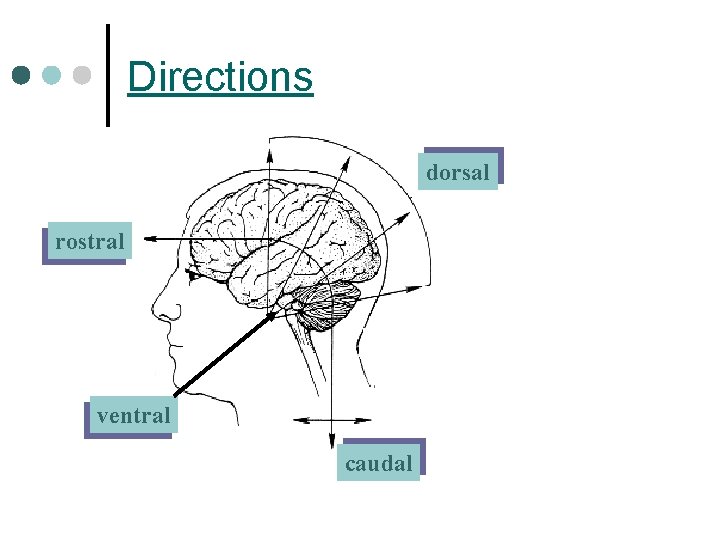 Directions dorsal rostral ventral caudal 