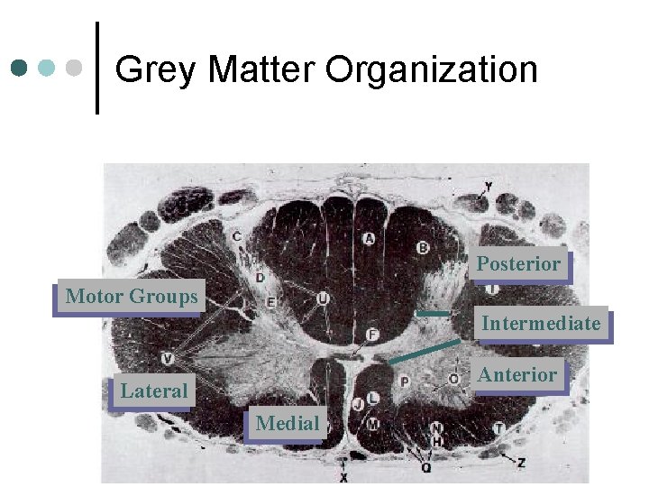 Grey Matter Organization Posterior Motor Groups Intermediate Anterior Lateral Medial 