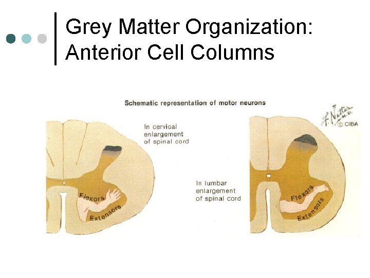 Grey Matter Organization: Anterior Cell Columns 
