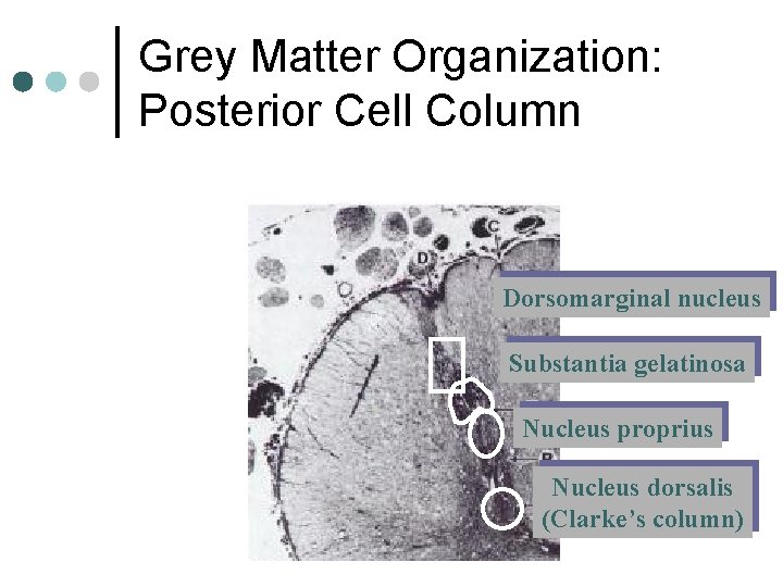 Grey Matter Organization: Posterior Cell Column Dorsomarginal nucleus Substantia gelatinosa Nucleus proprius Nucleus dorsalis