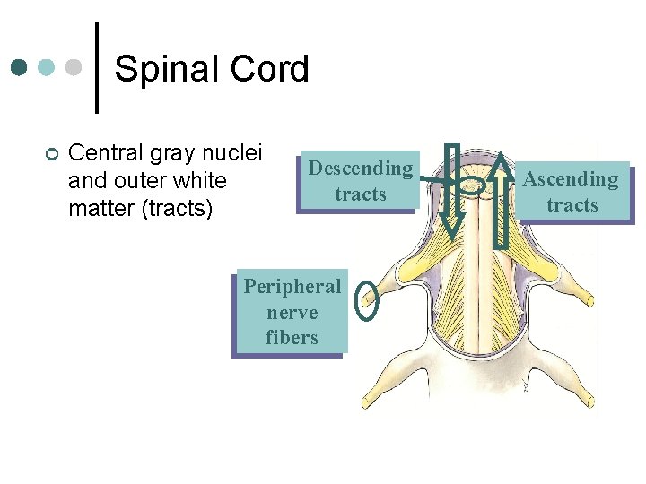 Spinal Cord ¢ Central gray nuclei and outer white matter (tracts) Descending Cell bodies