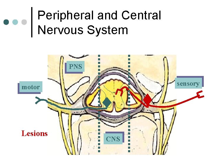Peripheral and Central Nervous System PNS sensory motor Lesions CNS 