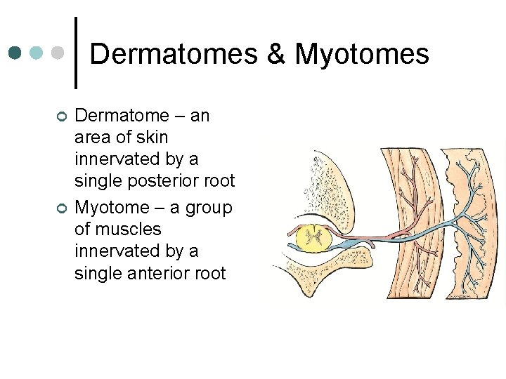 Dermatomes & Myotomes ¢ ¢ Dermatome – an area of skin innervated by a