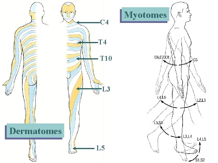 C 4 T 10 L 3 Dermatomes L 5 Myotomes 