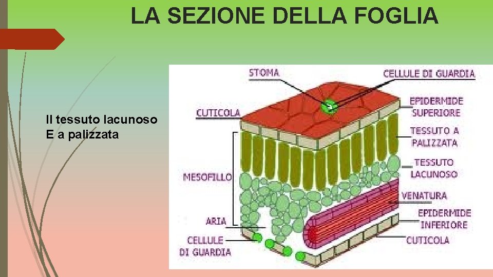 LA FOGLIA LA STRUTTURA DELLA FOGLIA La lamina