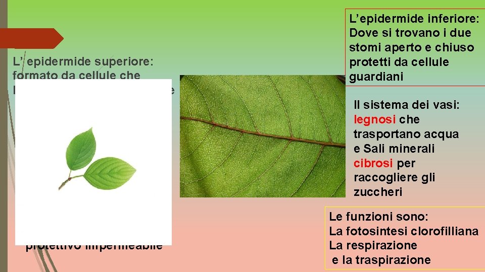 LA FOGLIA LA STRUTTURA DELLA FOGLIA La lamina