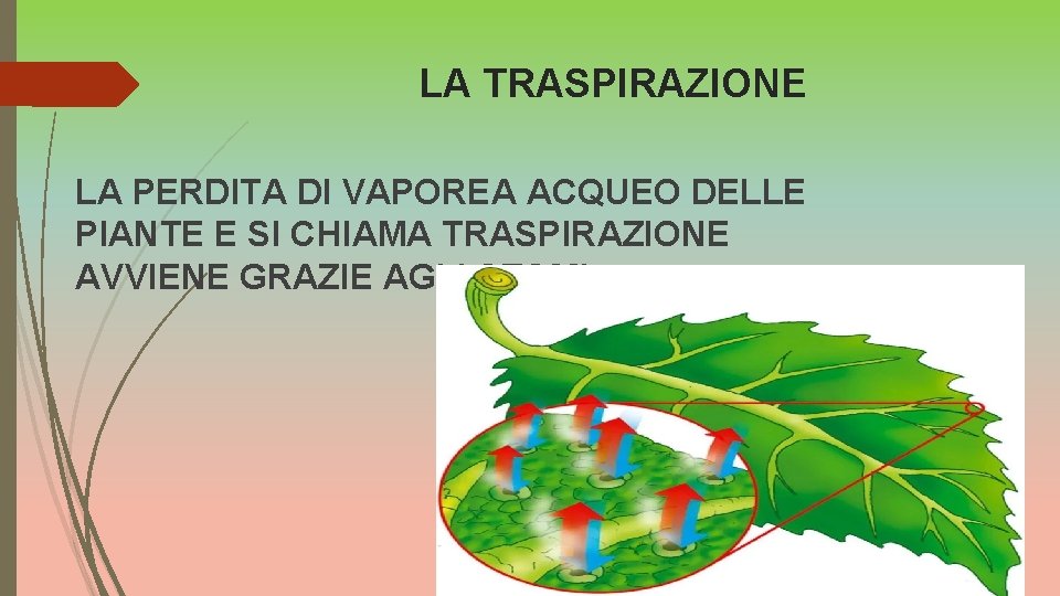 LA FOGLIA LA STRUTTURA DELLA FOGLIA La lamina