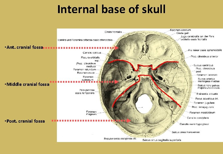 Internal base of skull • Ant. cranial fossa • Middle cranial fossa • Post.