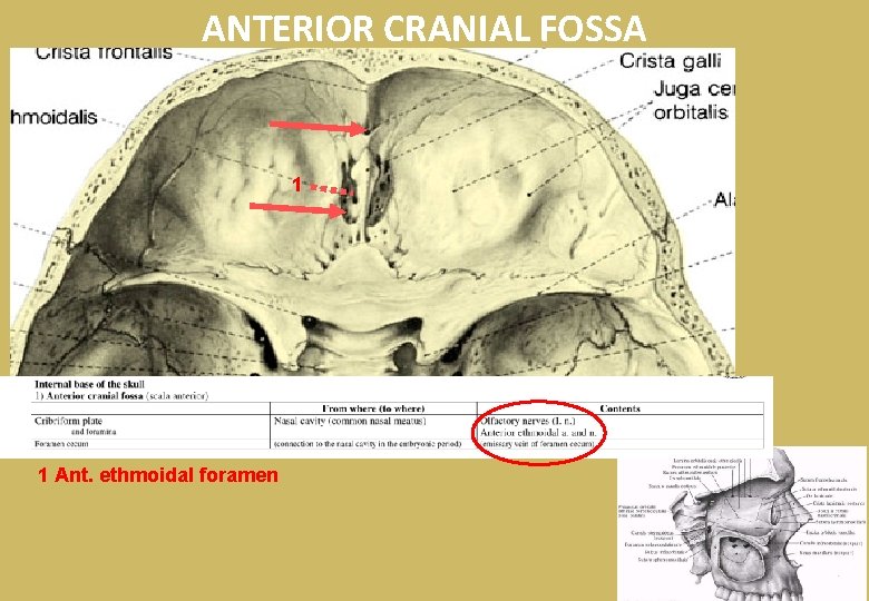 ANTERIOR CRANIAL FOSSA 1 1 Ant. ethmoidal foramen 