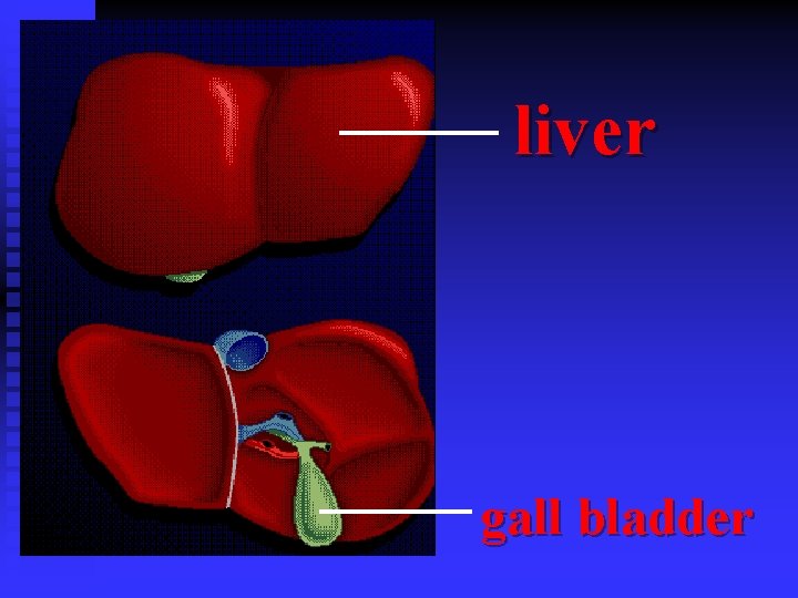 liver gall bladder 