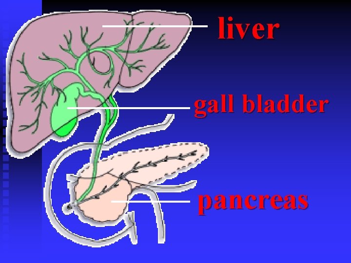 liver gall bladder pancreas 