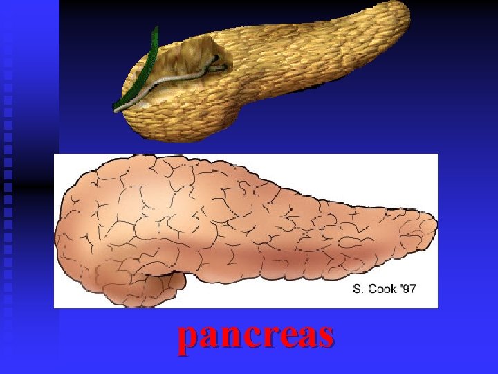 pancreas 