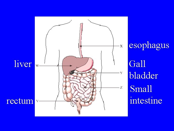 esophagus liver rectum Gall bladder Small intestine 