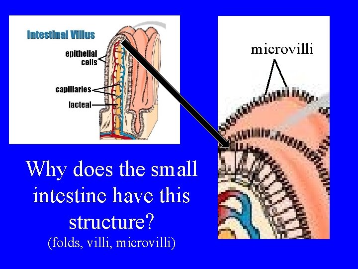 microvilli Why does the small intestine have this structure? (folds, villi, microvilli) 