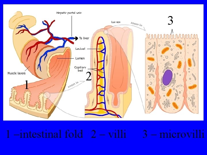 3 1 2 1 –intestinal fold 2 – villi 3 – microvilli 