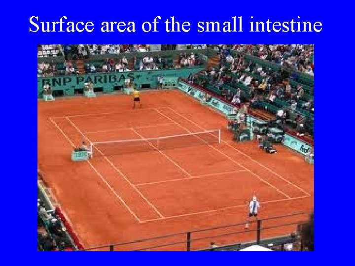 Surface area of the small intestine 