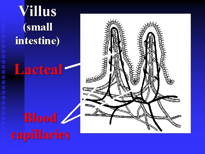 Villus (small intestine) Lacteal Blood capillaries 