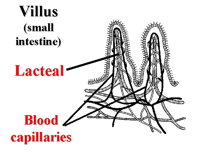 Villus (small intestine) Lacteal Blood capillaries 