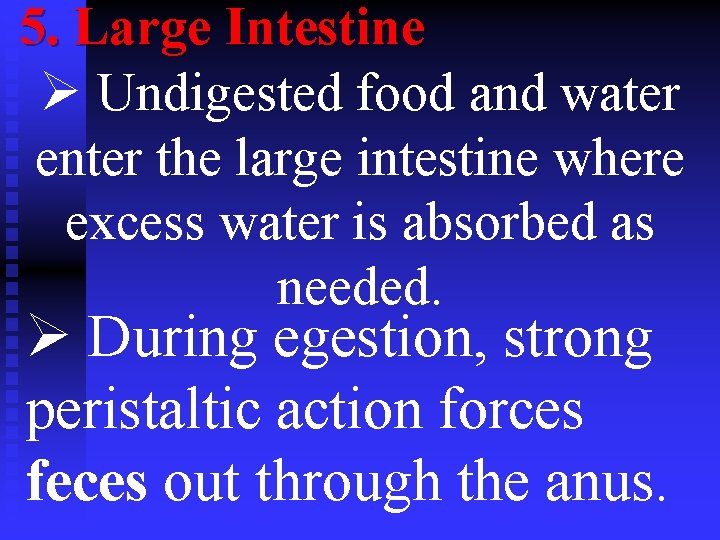 5. Large Intestine Ø Undigested food and water enter the large intestine where excess
