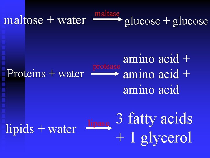 maltose + water maltase glucose + glucose amino acid + protease Proteins + water