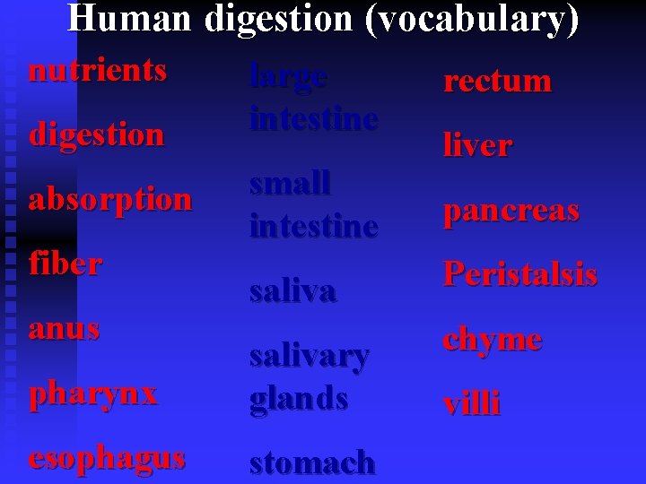 Human digestion (vocabulary) nutrients digestion absorption fiber large intestine rectum small intestine pancreas liver