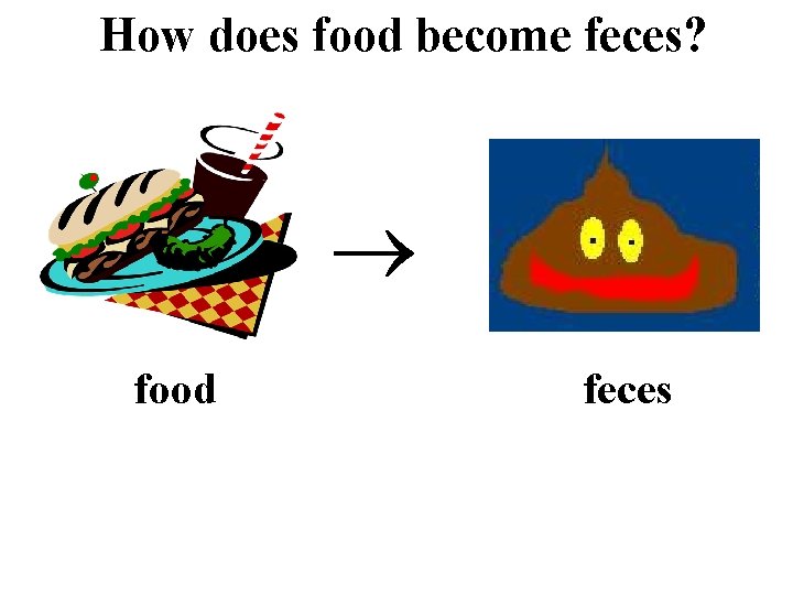 How does food become feces? food feces 
