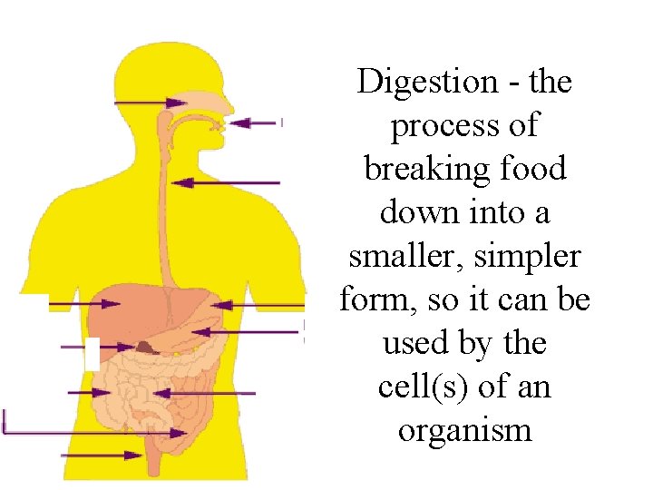 Digestion - the process of breaking food down into a smaller, simpler form, so