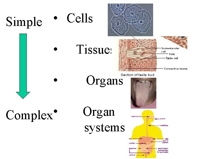 Simple • Cells • Tissues • Organs Complex • Organ systems 
