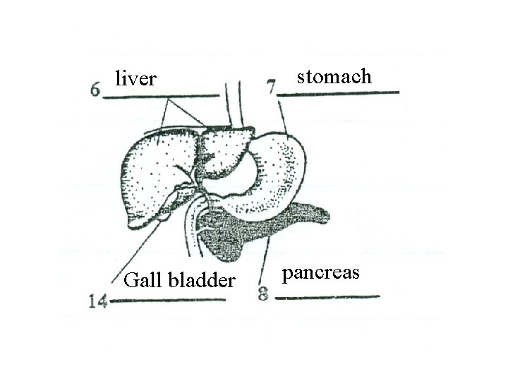 liver Gall bladder stomach pancreas 