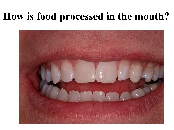 How is food processed in the mouth? 