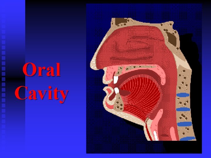 Oral Cavity 