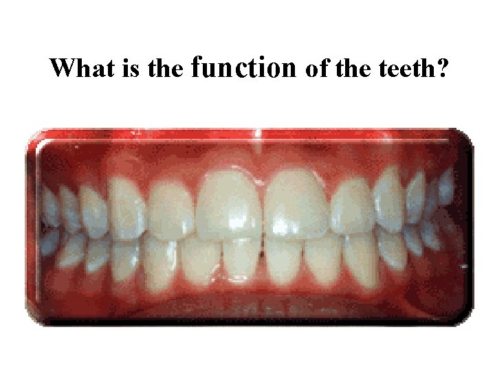 What is the function of the teeth? 