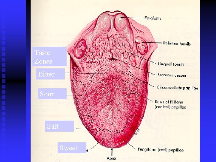 Taste Zones Bitter Sour Salt Sweet 