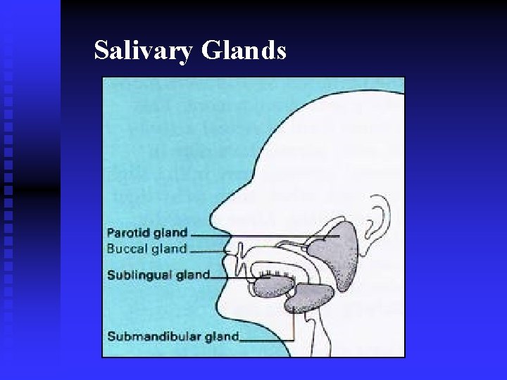 Salivary Glands 