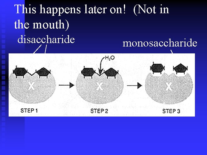 This happens later on! (Not in the mouth) disaccharide monosaccharide 