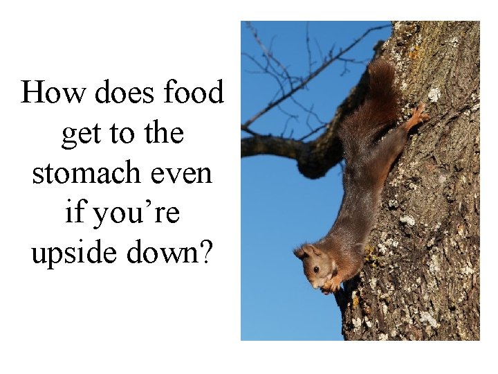 How does food get to the stomach even if you’re upside down? 