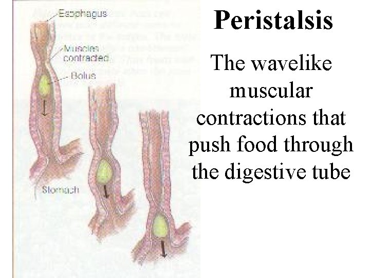 Peristalsis The wavelike muscular contractions that push food through the digestive tube 
