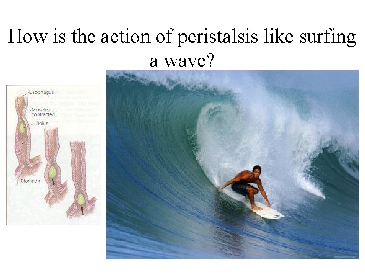 How is the action of peristalsis like surfing a wave? 