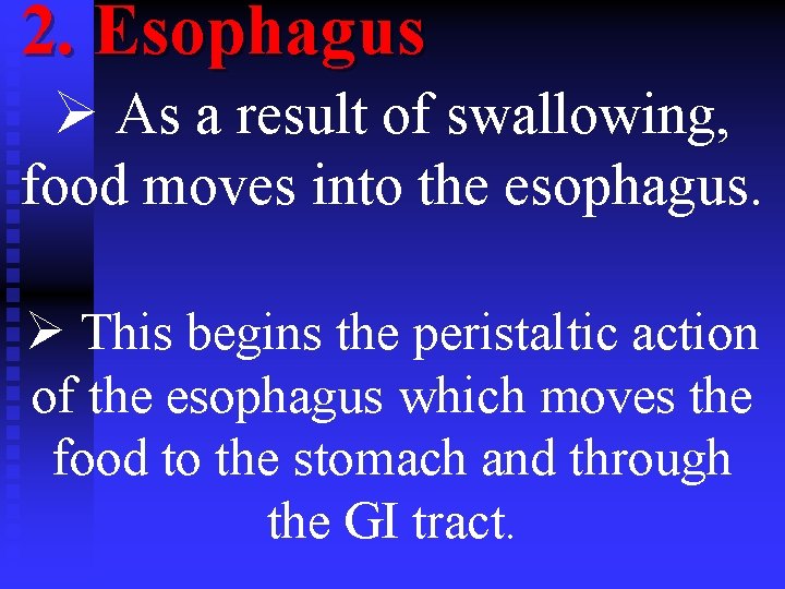 2. Esophagus Ø As a result of swallowing, food moves into the esophagus. Ø