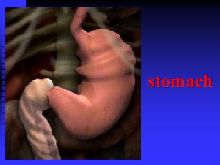 stomach 