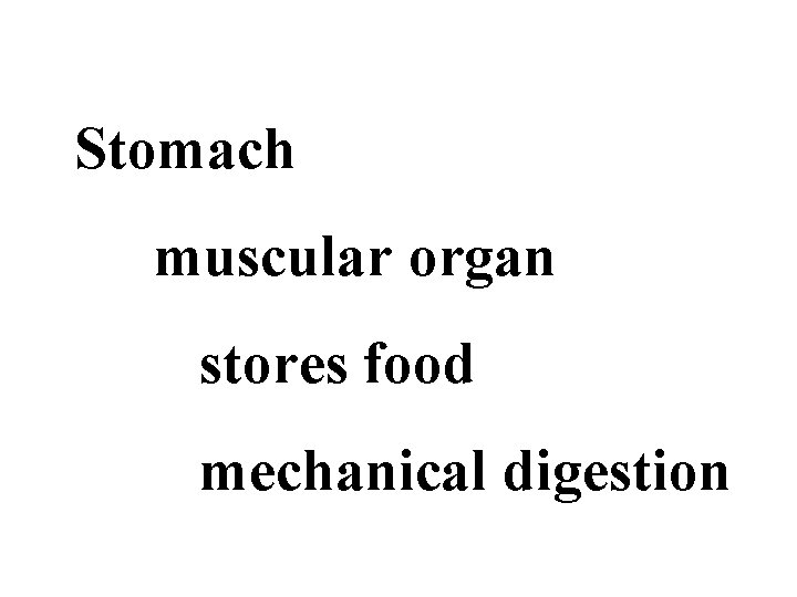 Stomach muscular organ stores food mechanical digestion 