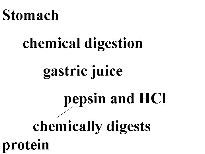 Stomach chemical digestion gastric juice pepsin and HCl chemically digests protein 
