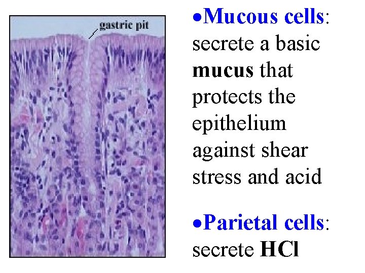 ·Mucous cells: secrete a basic mucus that protects the epithelium against shear stress and