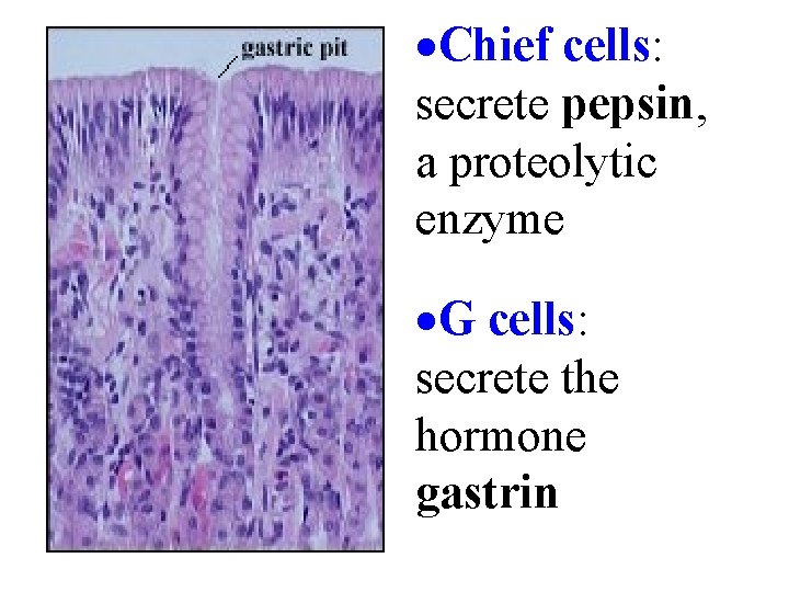 ·Chief cells: secrete pepsin, a proteolytic enzyme ·G cells: secrete the hormone gastrin 