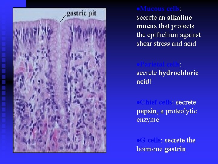 ·Mucous cells: secrete an alkaline mucus that protects the epithelium against shear stress and